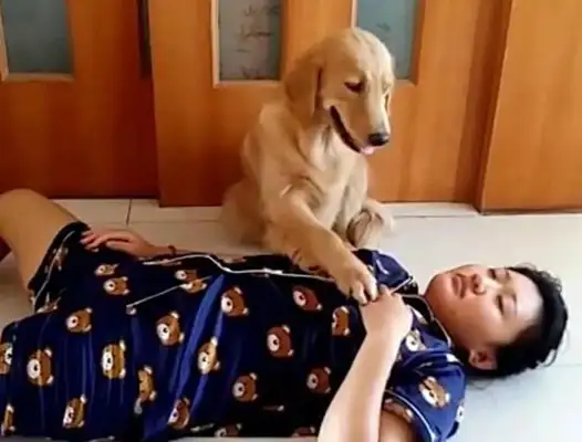 The master tests the dog, plays dead, and the dog moves so warm