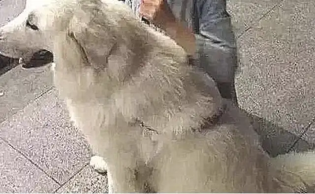 The girl, despite her family's resistance, adopted a dirty, ugly stray dog