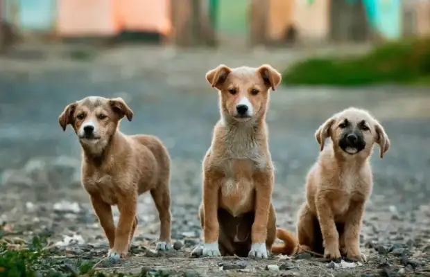 A pet dog hurts people. All the strays deserve to die