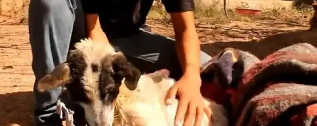 The dog was tortured, his mouth and neck were almost strangled by rope, his flesh and blood, and he couldn't stand to see