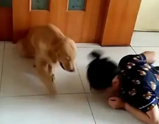 The master tests the dog, plays dead, and the dog moves so warm