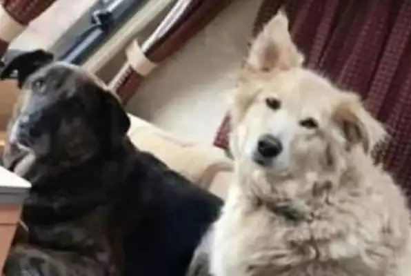 Two dogs spent 10 years together, one of them dying, and the other dog's act was a tear. Contents