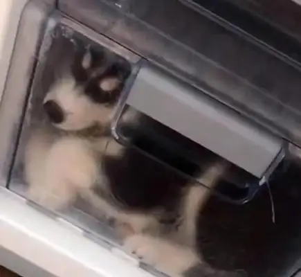 The dog ate the meat, the owner turned it off in the fridge, forgot the time