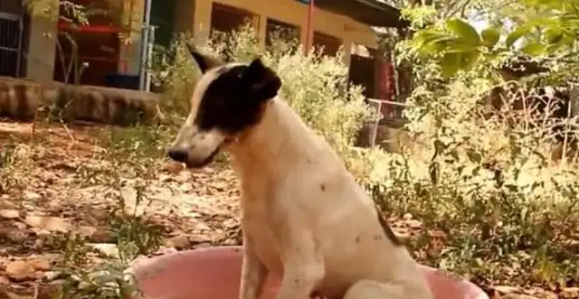 The dog was tortured, his mouth and neck were almost strangled by rope, his flesh and blood, and he couldn't stand to see