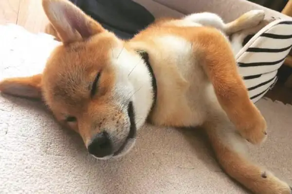 It's possible that a wooddog is all eating and growing up