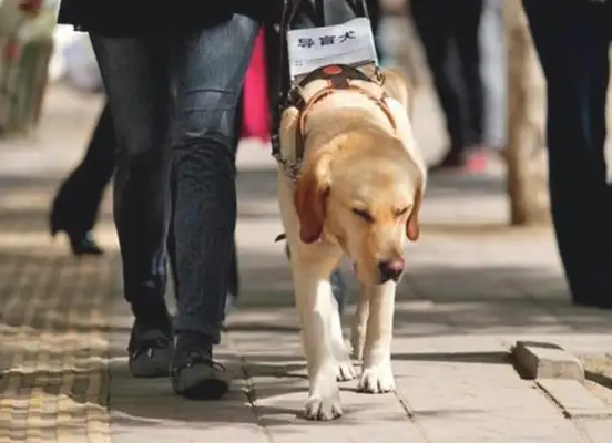 Is it a lack of dog ethics or something