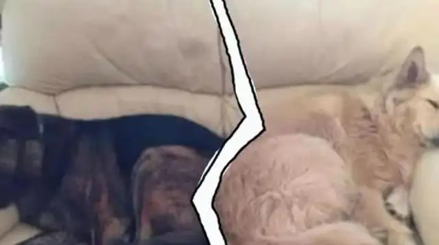 Two dogs spent 10 years together, one of them dying, and the other dog's act was a tear. Contents