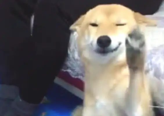 It's not a big deal for a wood dog to be accused of being cute