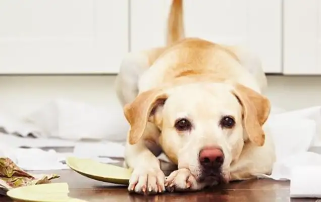 The 8-year-old dog was alone at home. The first reaction was to go to the master's room, and the last thing I could do was shake
