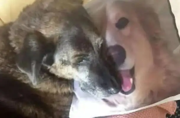 Two dogs spent 10 years together, one of them dying, and the other dog's act was a tear. Contents
