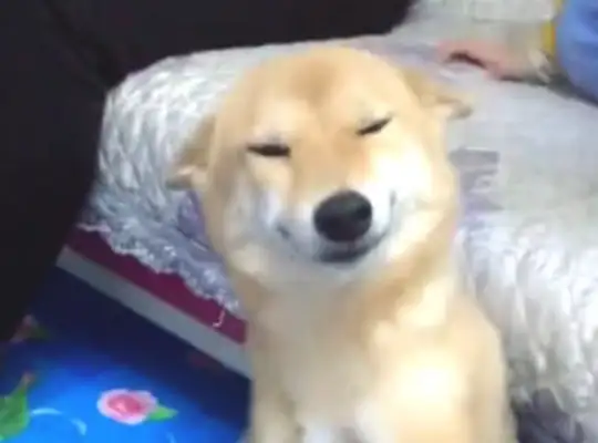 It's not a big deal for a wood dog to be accused of being cute