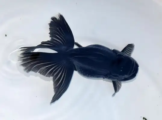 Blue Head Identity Information