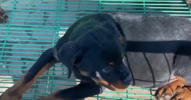 How can a cold-blooded dog, Rowena, still sell 16? You're too good