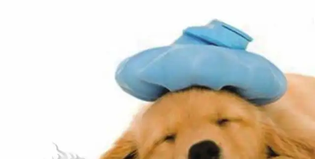 In the hot summers, Texas pets visit nine summer dogs a week