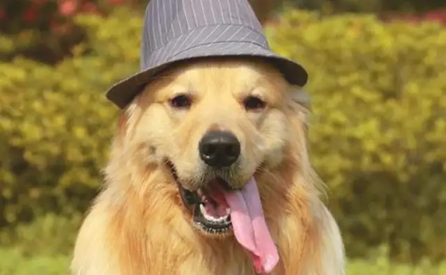 His hairy doggies are picking delivery. Our three-year-olds are still tearing up his family