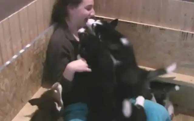 He's got seven pups, and he won't get up on the ground
