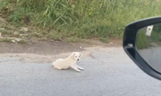 The netizens yelled at the dog, one second before: What's the problem? One second later: The Savior