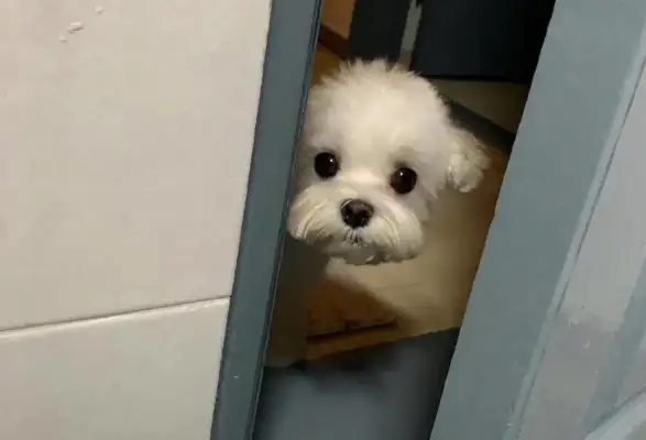 In the dog's eyes, the owner's toilet isn't just taking a shit, it means that