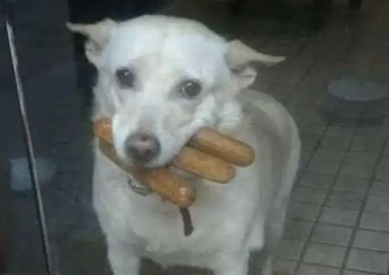 Every time a fat dog comes home, he bites back a bunch of hot dogs, and the curious master sneaks it out