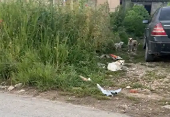 The netizens yelled at the dog, one second before: What's the problem? One second later: The Savior