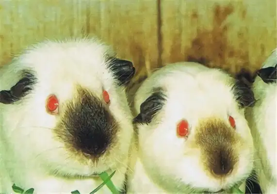 Himalayan sky mole identity information