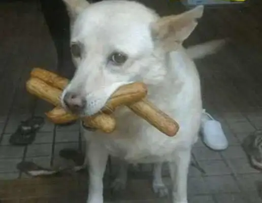 Every time a fat dog comes home, he bites back a bunch of hot dogs, and the curious master sneaks it out