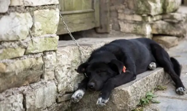 Why do people look down on a dog who's been dumped in a dumpster and almost drowned in a garbage dump