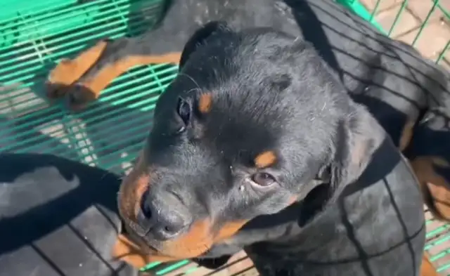 How can a cold-blooded dog, Rowena, still sell 16? You're too good