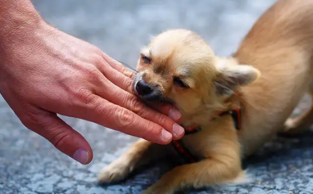 32-year-old man died of rabies: he was bitten by a dog six months ago and thought he'd been vaccinated