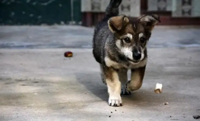 Why do people look down on a dog who's been dumped in a dumpster and almost drowned in a garbage dump