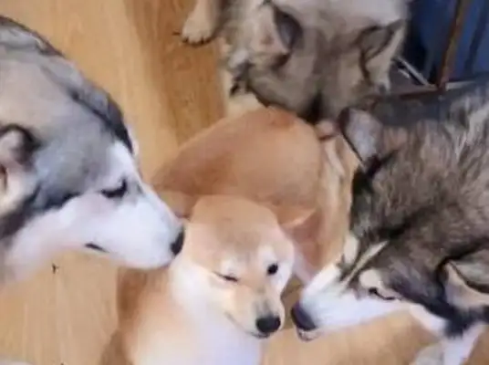 Four two-huts surrounded a firewood dog, and two-ha: Have you sinned