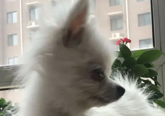The dog was abandoned by the owner just because of its grossness
