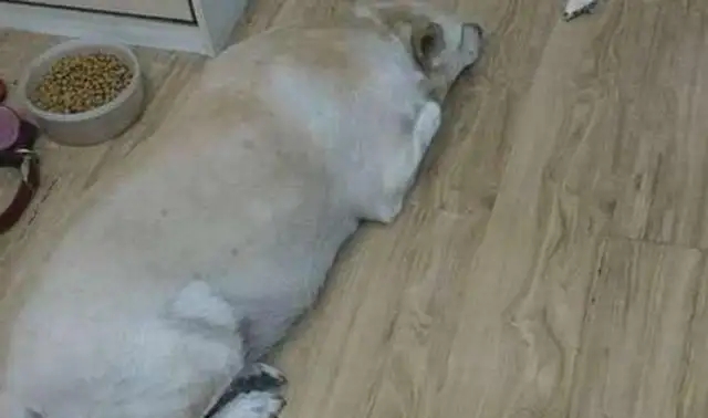 Every time a fat dog comes home, he bites back a bunch of hot dogs, and the curious master sneaks it out