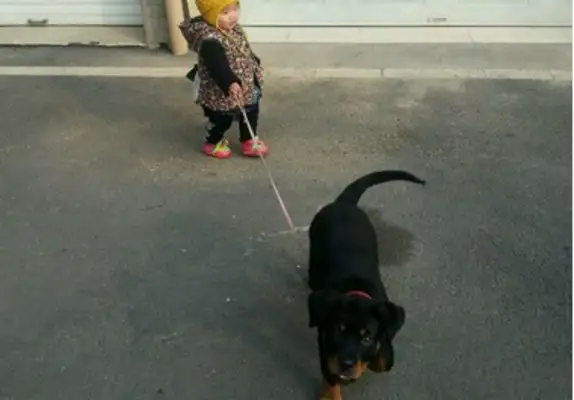 The naughty St. Bernard's walking the little master has caused concern