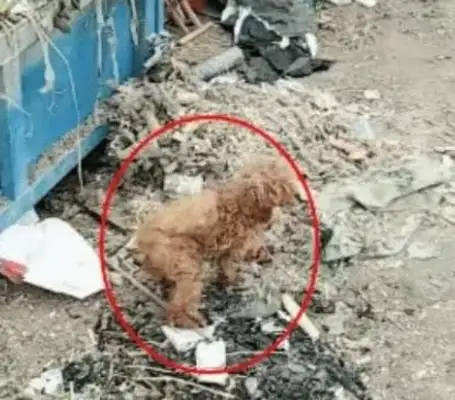 The girl found a monkey in the trash and came home with a dog. The rich love it