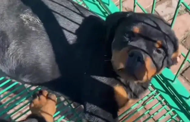 How can a cold-blooded dog, Rowena, still sell 16? You're too good