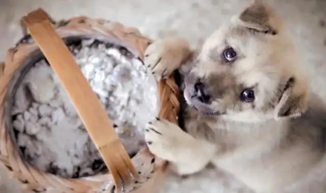 Why do people look down on a dog who's been dumped in a dumpster and almost drowned in a garbage dump