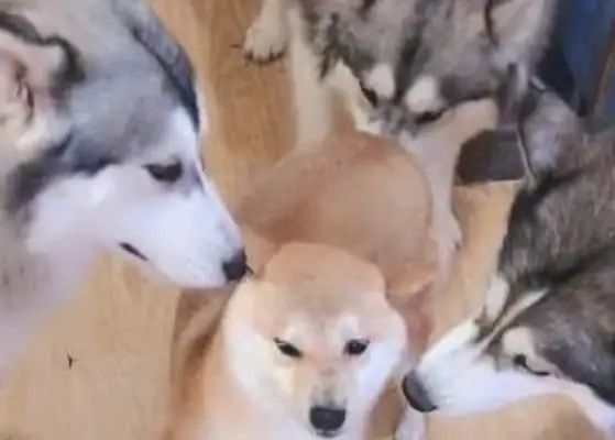 Four two-huts surrounded a firewood dog, and two-ha: Have you sinned