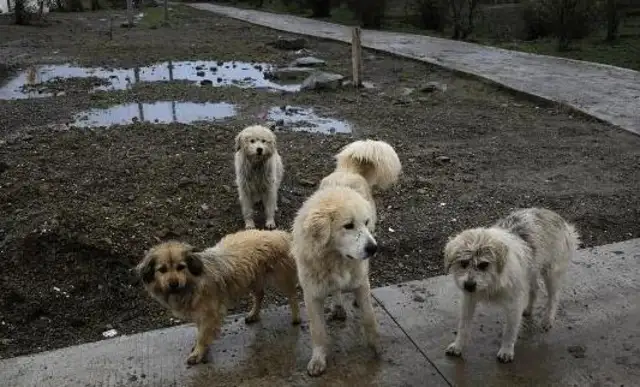 Japan did everything possible to eliminate stray dogs, and Germany used its policy to protect dogs, which is the gap!