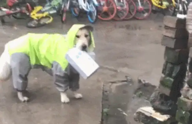 His hairy doggies are picking delivery. Our three-year-olds are still tearing up his family