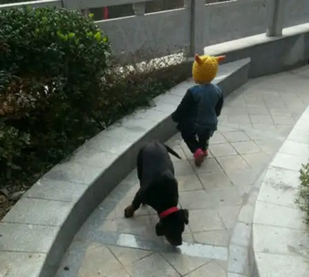 The naughty St. Bernard's walking the little master has caused concern