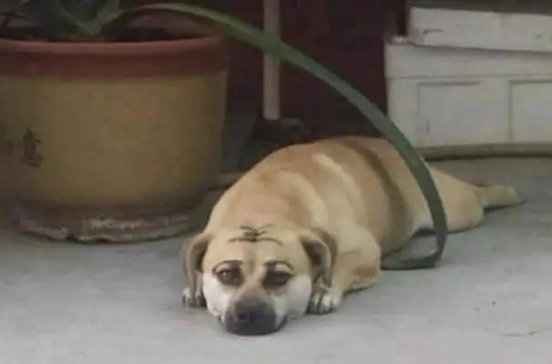 The master was bored with making up the dog and wrote a word on his head