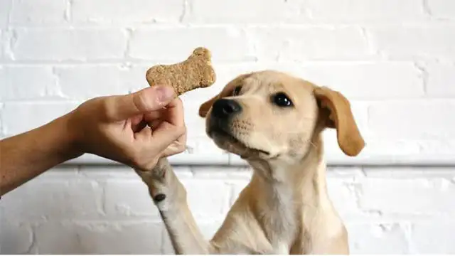 A guide to the dog's diet