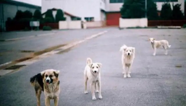 Japan did everything possible to eliminate stray dogs, and Germany used its policy to protect dogs, which is the gap!