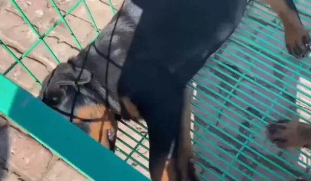 How can a cold-blooded dog, Rowena, still sell 16? You're too good