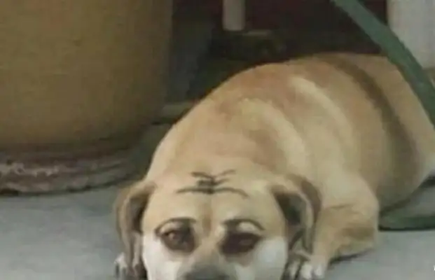 The master was bored with making up the dog and wrote a word on his head