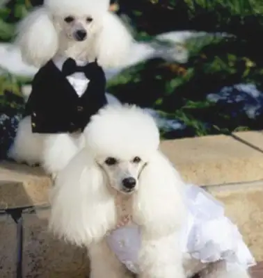 this is the "vip" of the dog world? by the way, those who embrace it are countless