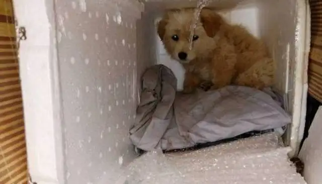 The dog with the dog plague was advised to give up his treatment, and his reaction was heartbreaking