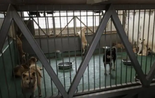 Japan did everything possible to eliminate stray dogs, and Germany used its policy to protect dogs, which is the gap!