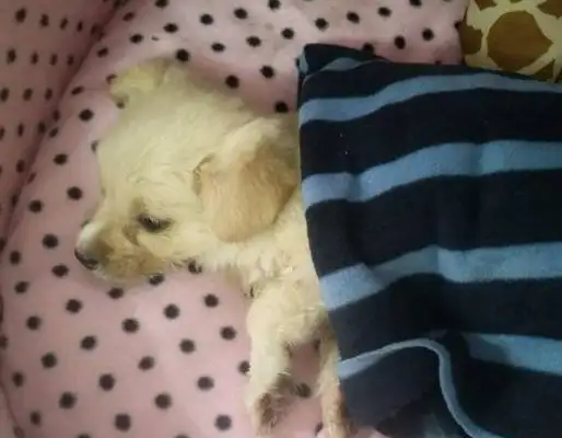 The dog with the dog plague was advised to give up his treatment, and his reaction was heartbreaking